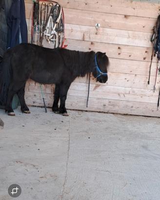 Pony