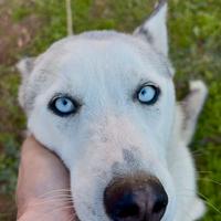 Maschio di siberian husky per monta