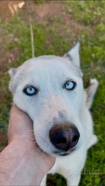 Maschio di siberian husky per monta