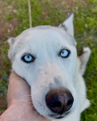 Maschio di siberian husky per monta