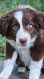 Border collie cucciolo