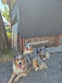 Cane pastore australiano