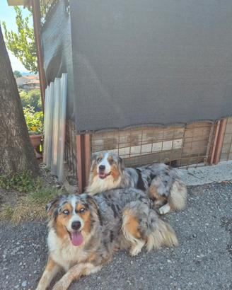 Cane pastore australiano