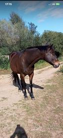 Cavallo