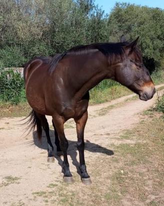 Cavallo