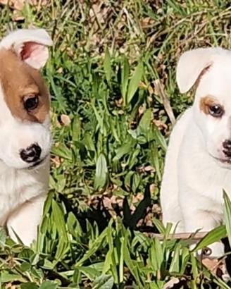 Jack Russel