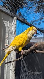 Coppia Riproduttiva Parrocchetto Monaco Mutati