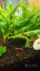 Neo Caridine red cherry, gamberetti