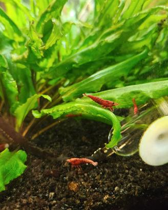 Neo Caridine red cherry, gamberetti