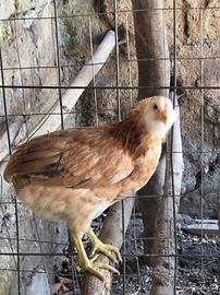 Araucana ? Gallina dalle uova blu??