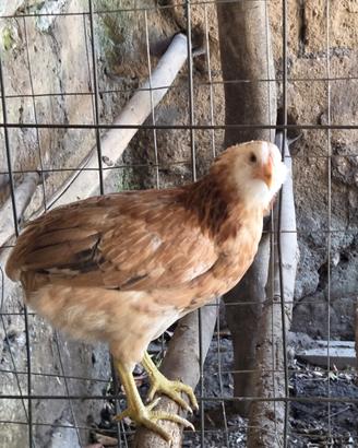 Araucana ? Gallina dalle uova blu??