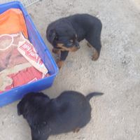 Cuccioli/e di Rottweiler