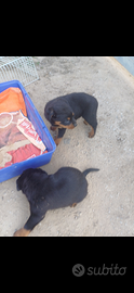 Cuccioli/e di Rottweiler