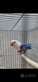 Inseparabili fischer opalino viola è cobalto blu