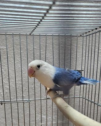 Inseparabili fischer opalino viola è cobalto blu