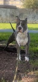 Amstaff blue disponibile per monte