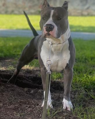 Amstaff blue disponibile per monte