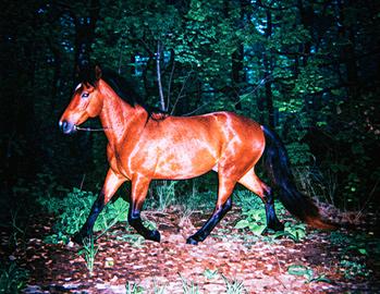 Castrone lusitano