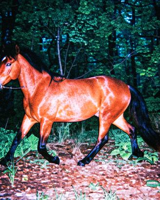 Castrone lusitano