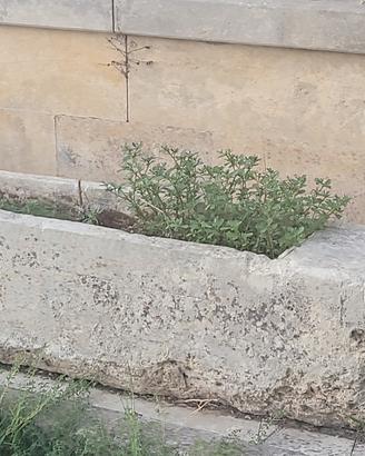 pila in pietra leccese