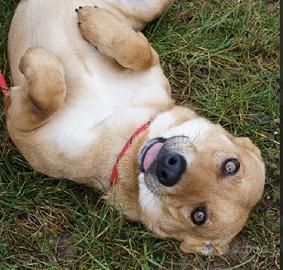 DOLCE giovane e tanta brava