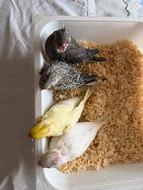 Pappagalli Calopsite