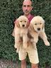 golden-retriever-tipo-americano