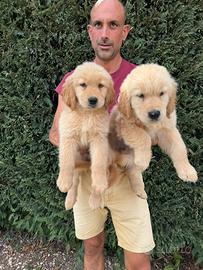 Golden Retriever Tipo Americano