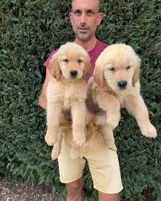 Golden Retriever Tipo Americano