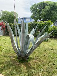 Agave
