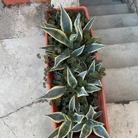 Agave