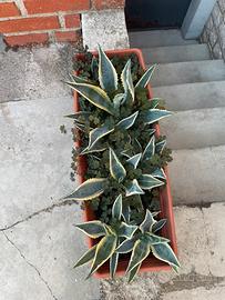 Agave