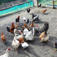 Galline brahma Amrock ecc