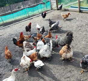 Galline brahma Amrock ecc