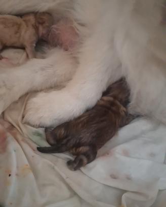 Cuccioli di chow chow