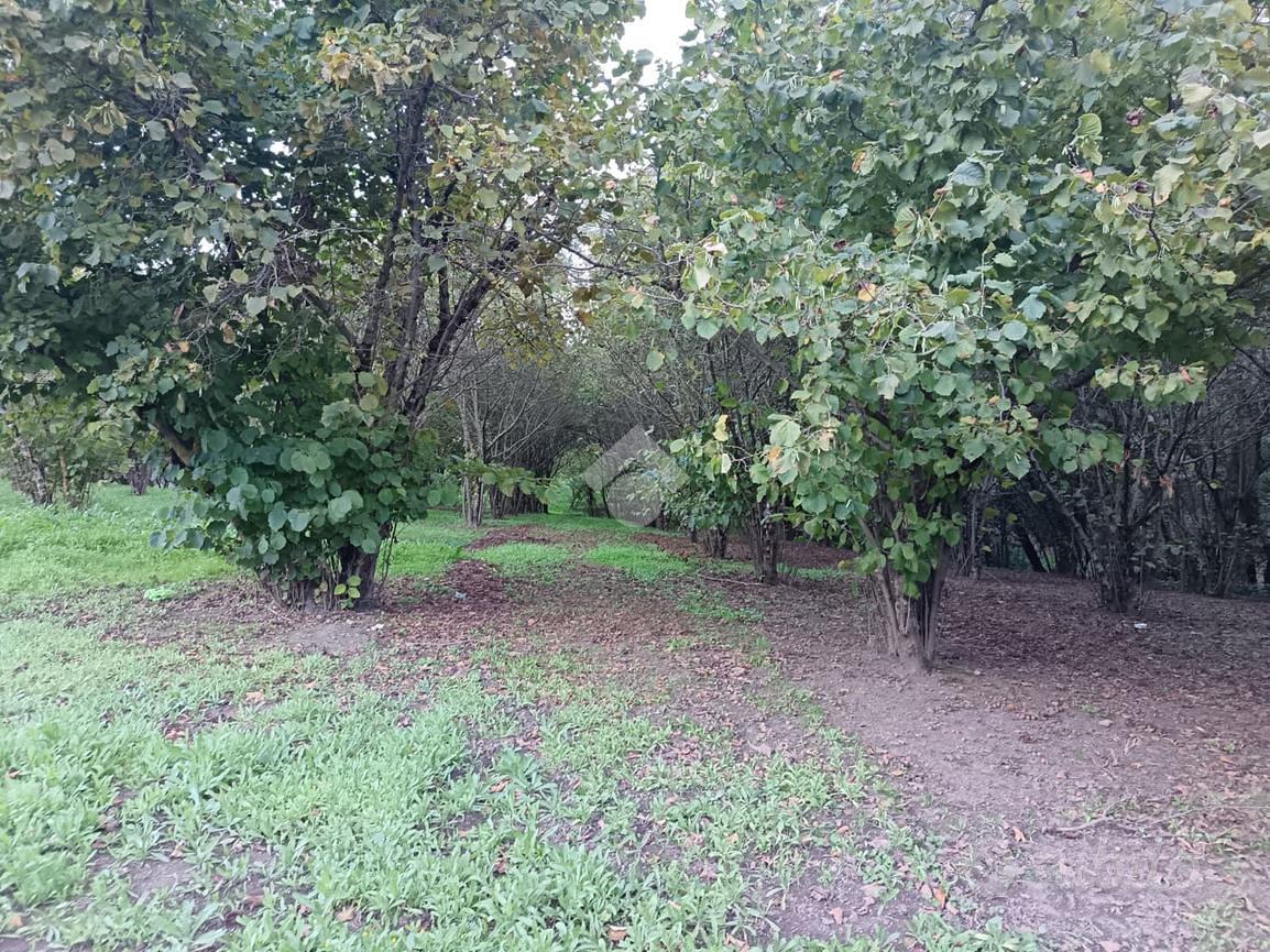 TER. AGRICOLO A GROTTOLELLA - Vista 6