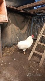 Galli