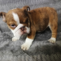 Bulldog inglesi esotici maschi