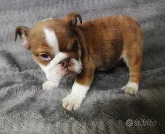 Bulldog inglesi esotici maschi