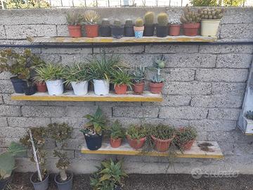piantine grasse 