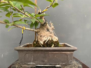 Ilex Shohin Bonsai