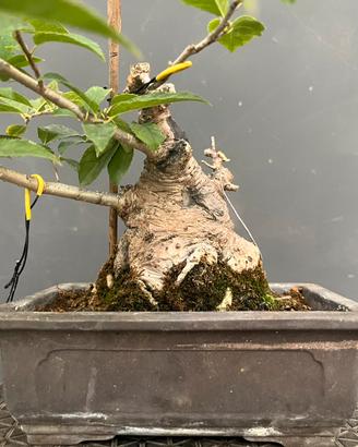 Ilex Shohin Bonsai