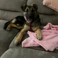 Cucciola simil pastore tedesco di 6 mesi