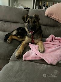 Cucciola simil pastore tedesco di 6 mesi