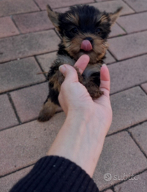 Yorkshire cuccioli taglia piccolissima