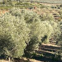 Terreno su strada provinciale la sgrilla capalbio