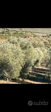 Terreno su strada provinciale la sgrilla capalbio