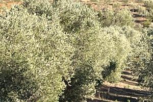 Terreno su strada provinciale la sgrilla capalbio