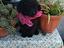Immagine 2