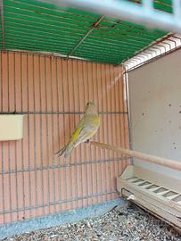 Uccelli